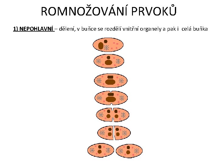 ROMNOŽOVÁNÍ PRVOKŮ 1) NEPOHLAVNÍ – dělení, v buňce se rozdělí vnitřní organely a pak