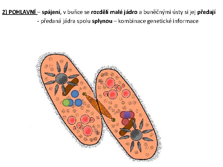 2) POHLAVNÍ – spájení, v buňce se rozdělí malé jádro a buněčnými ústy si