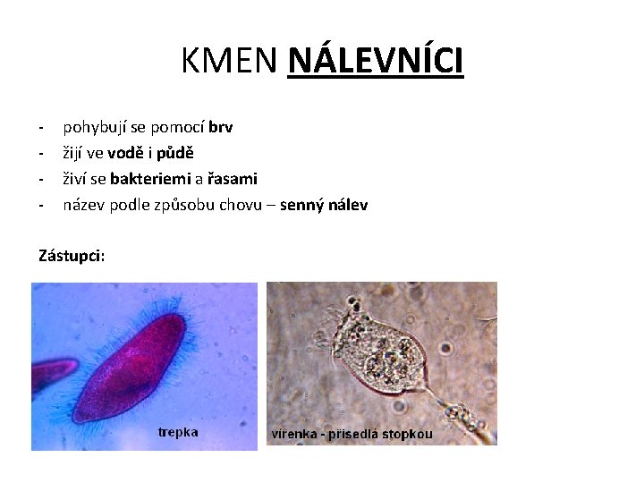 KMEN NÁLEVNÍCI - pohybují se pomocí brv žijí ve vodě i půdě živí se