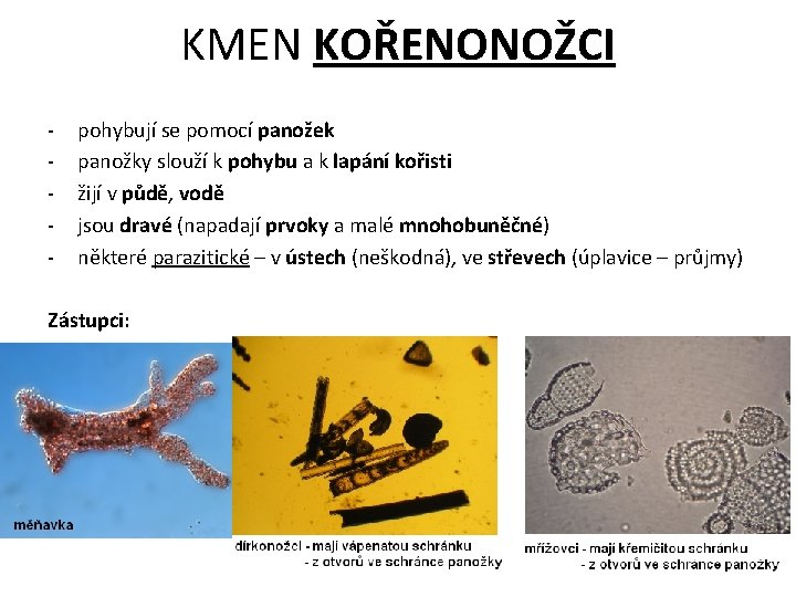 KMEN KOŘENONOŽCI - pohybují se pomocí panožek panožky slouží k pohybu a k lapání