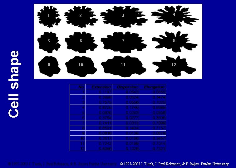 Cell shape © 1997 -2005 J. Turek, J. Paul Robinson, & B. Rajwa Purdue