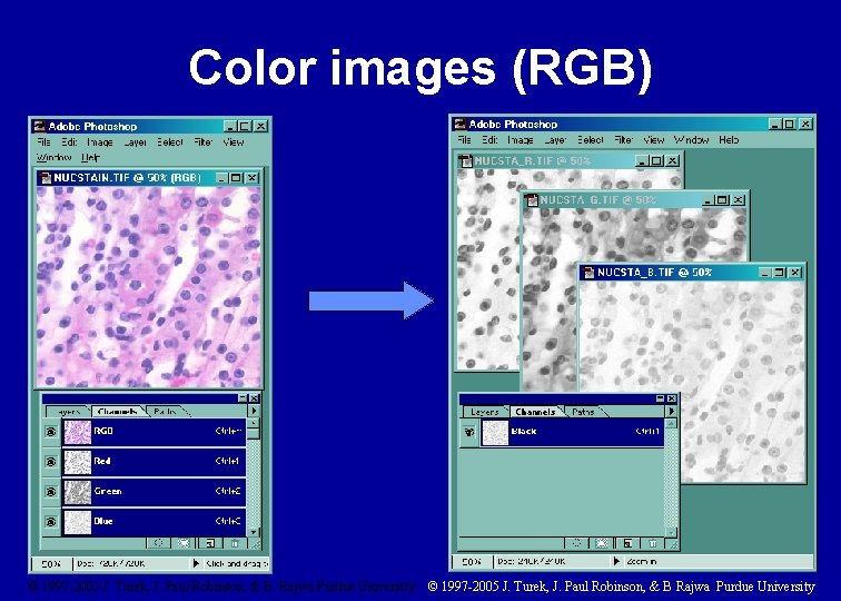 Color images (RGB) © 1997 -2005 J. Turek, J. Paul Robinson, & B. Rajwa