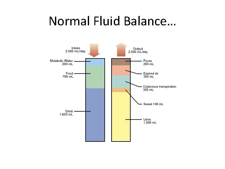 Normal Fluid Balance… 