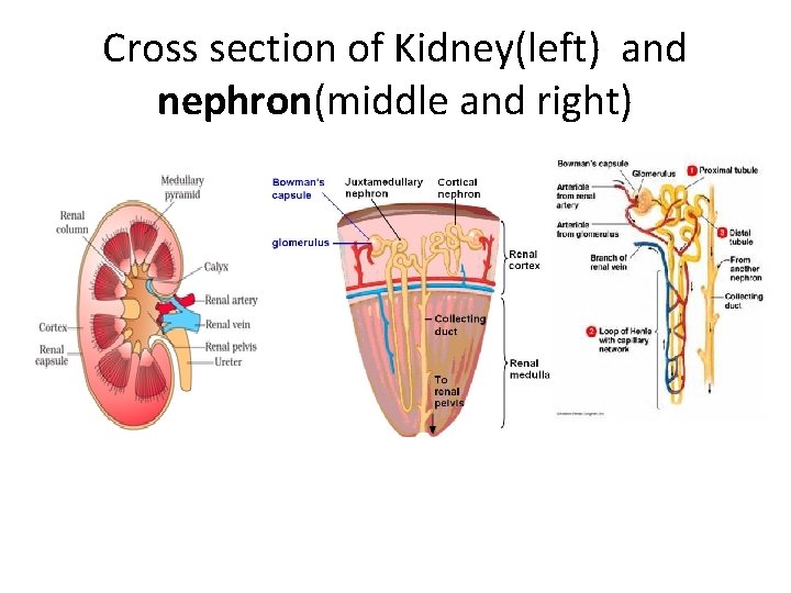 Cross section of Kidney(left) and nephron(middle and right) 