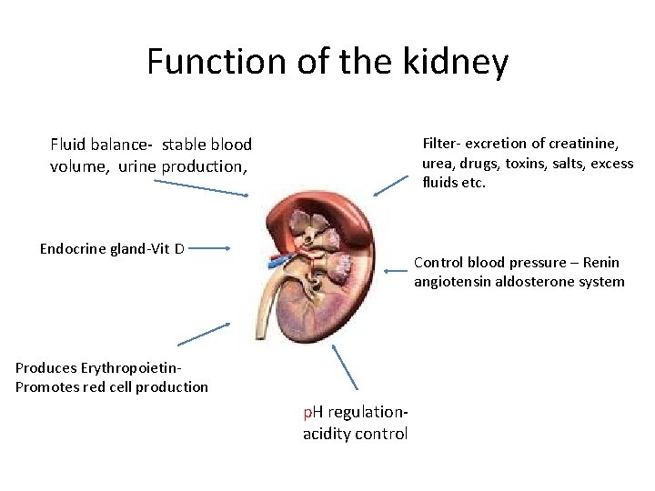 Function of the kidney Fluid balance- stable blood volume, urine production, Filter- excretion of