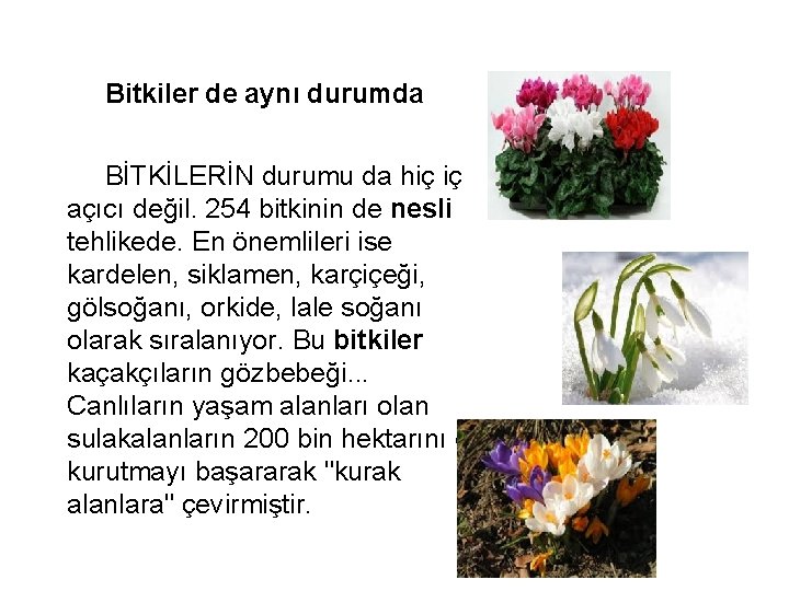  Bitkiler de aynı durumda BİTKİLERİN durumu da hiç iç açıcı değil. 254 bitkinin