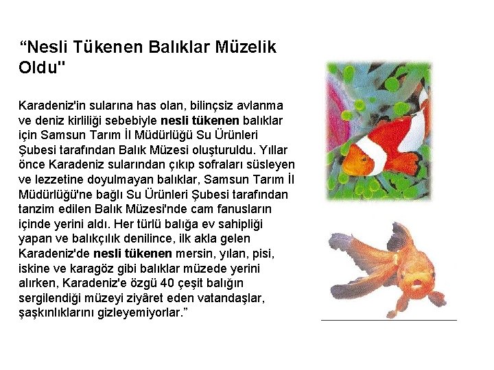 “Nesli Tükenen Balıklar Müzelik Oldu" Karadeniz'in sularına has olan, bilinçsiz avlanma ve deniz kirliliği