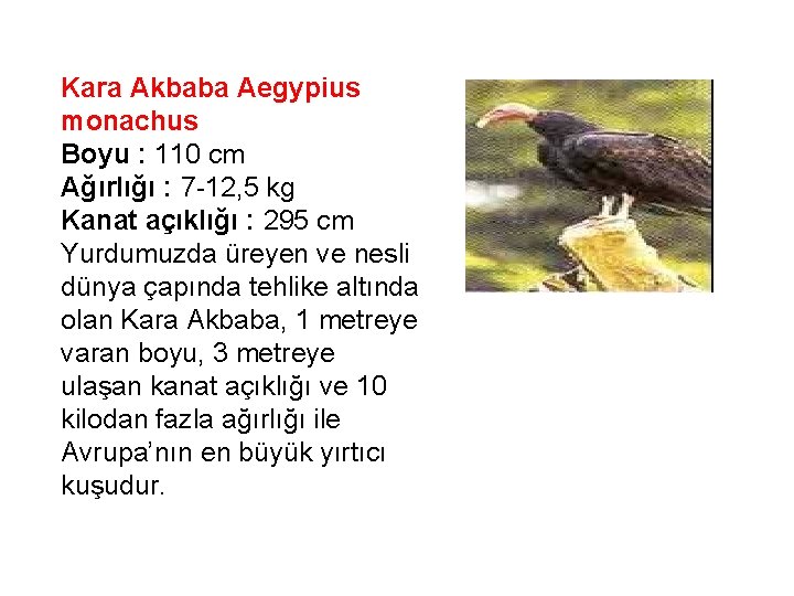 Kara Akbaba Aegypius monachus Boyu : 110 cm Ağırlığı : 7 -12, 5 kg