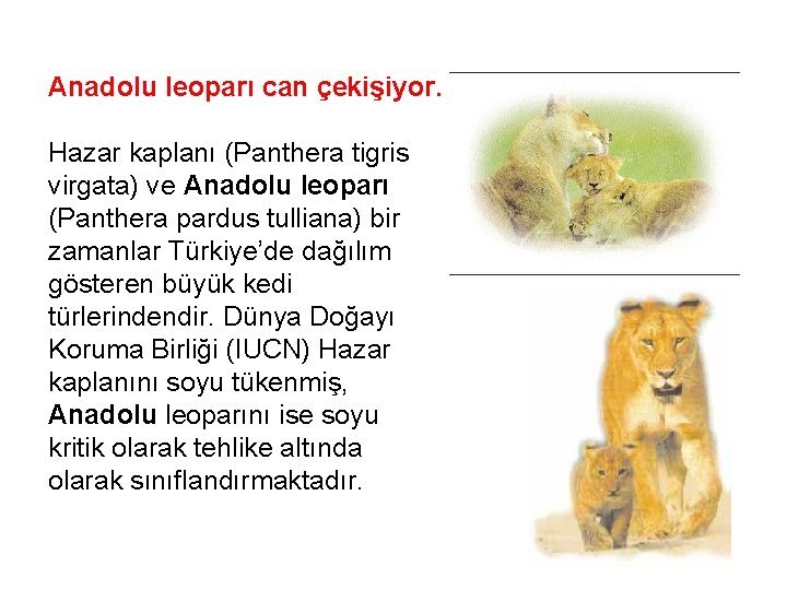 Anadolu leoparı can çekişiyor. Hazar kaplanı (Panthera tigris virgata) ve Anadolu leoparı (Panthera pardus