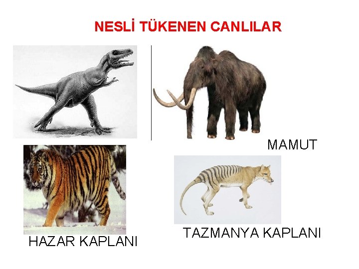 NESLİ TÜKENEN CANLILAR MAMUT HAZAR KAPLANI TAZMANYA KAPLANI 