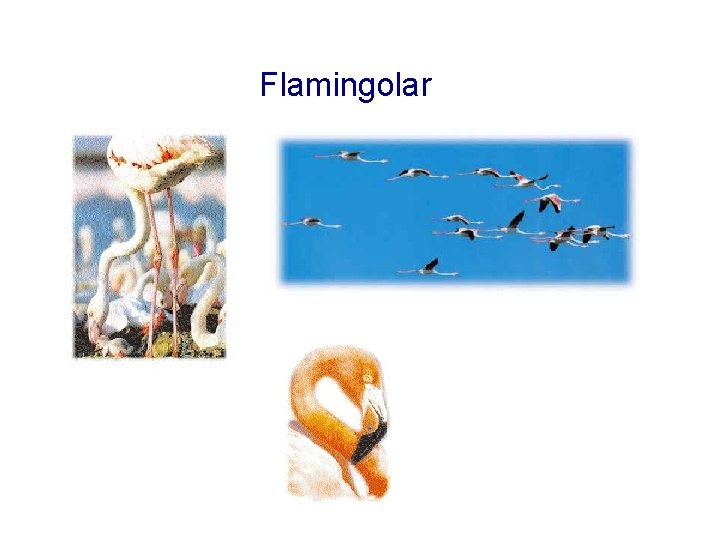 Flamingolar 