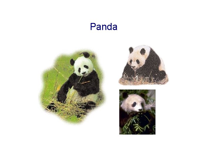 Panda 