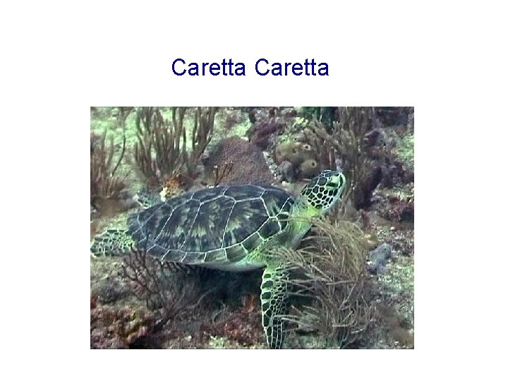 Caretta 