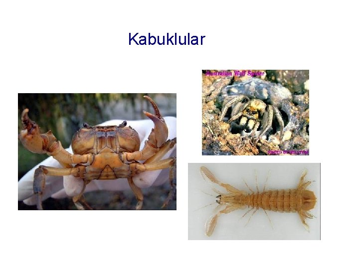 Kabuklular 