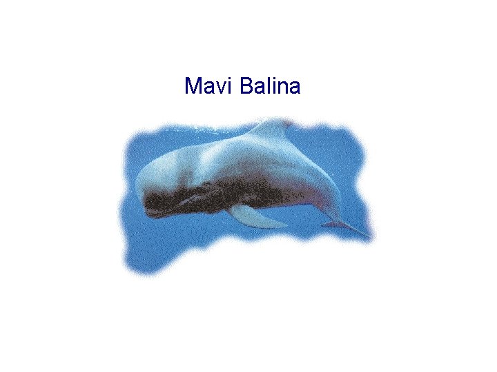 Mavi Balina 