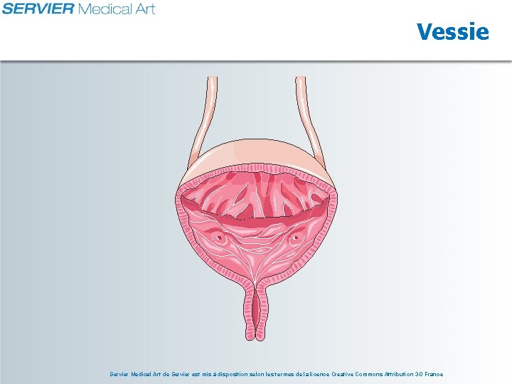 Vessie Servier Medical Art de Servier est mis à disposition selon les termes de