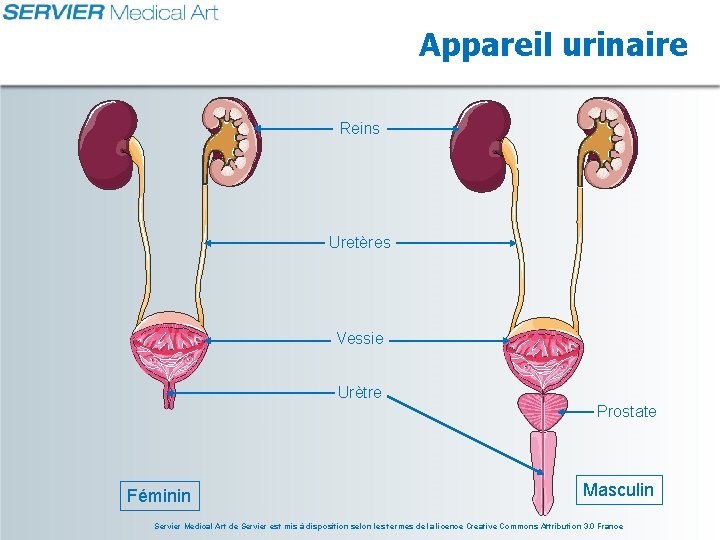 Appareil urinaire Reins Uretères Vessie Urètre Prostate Féminin Masculin Servier Medical Art de Servier