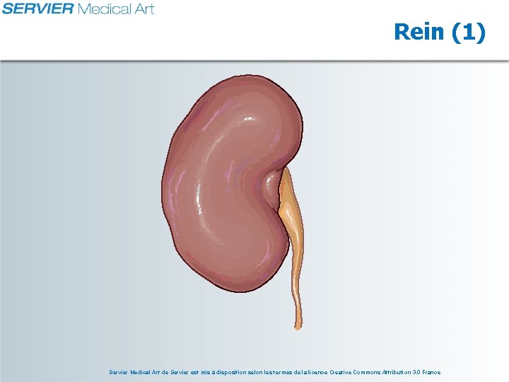 Rein (1) Servier Medical Art de Servier est mis à disposition selon les termes