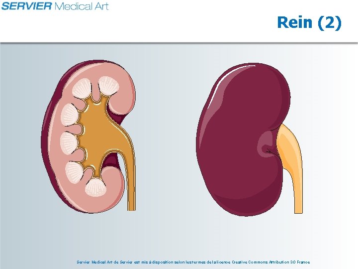 Rein (2) Servier Medical Art de Servier est mis à disposition selon les termes