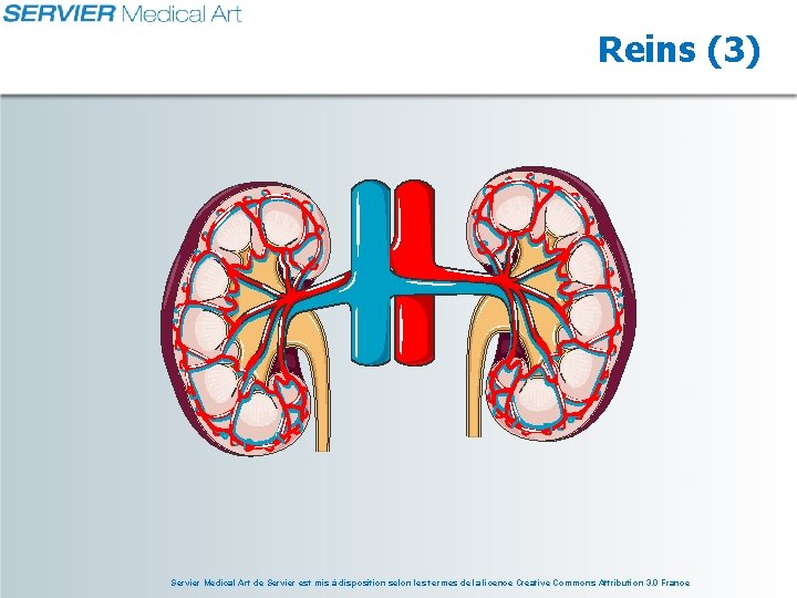 Reins (3) Servier Medical Art de Servier est mis à disposition selon les termes