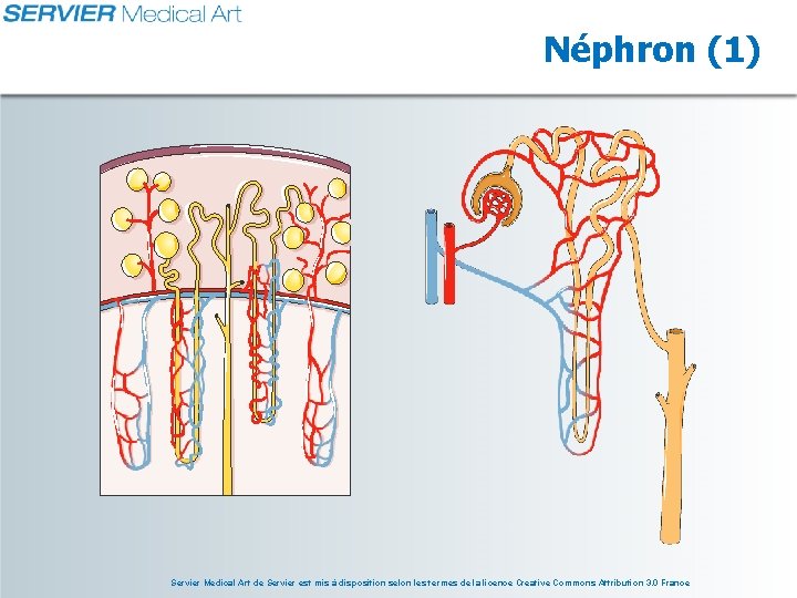 Néphron (1) Servier Medical Art de Servier est mis à disposition selon les termes