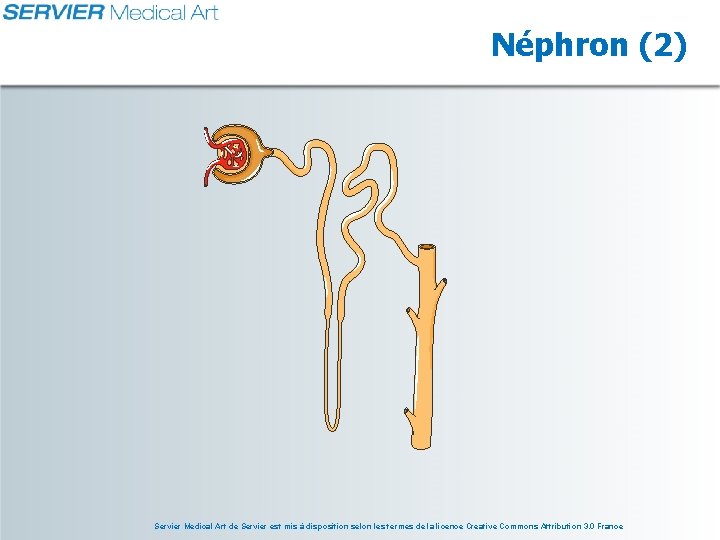 Néphron (2) Servier Medical Art de Servier est mis à disposition selon les termes