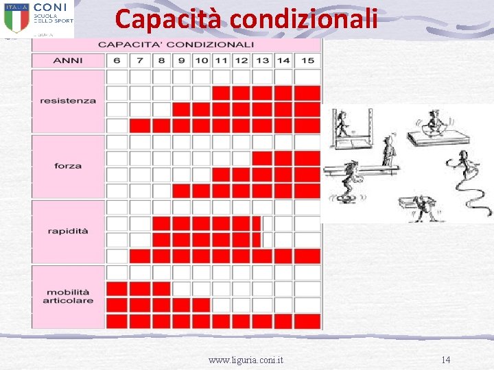 Capacità condizionali www. liguria. coni. it 14 
