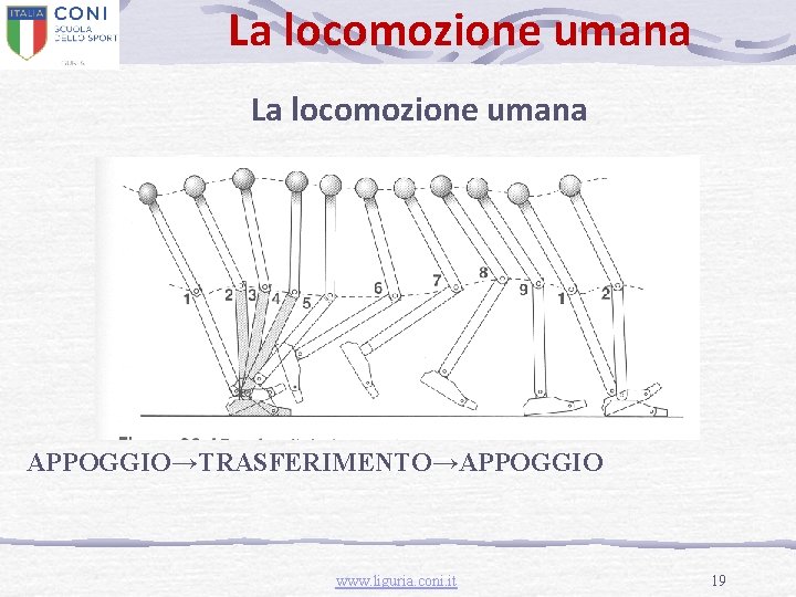 La locomozione umana APPOGGIO→TRASFERIMENTO→APPOGGIO www. liguria. coni. it 19 