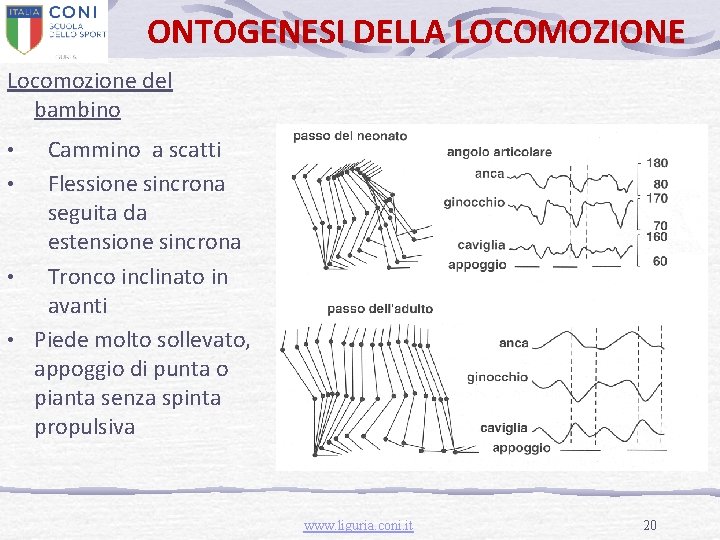 ONTOGENESI DELLA LOCOMOZIONE Locomozione del bambino Cammino a scatti • Flessione sincrona seguita da
