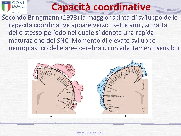 Capacità coordinative Secondo Bringmann (1973) la maggior spinta di sviluppo delle capacità coordinative appare