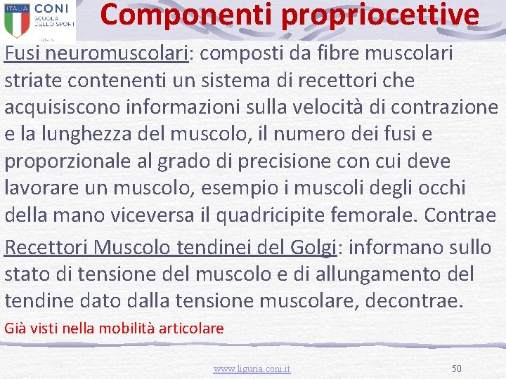 Componenti propriocettive Fusi neuromuscolari: composti da fibre muscolari striate contenenti un sistema di recettori