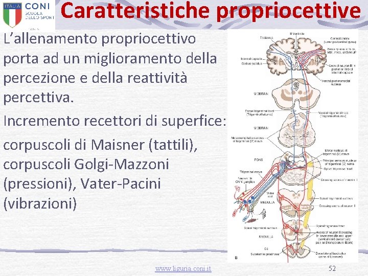 Caratteristiche propriocettive L’allenamento propriocettivo porta ad un miglioramento della percezione e della reattività percettiva.