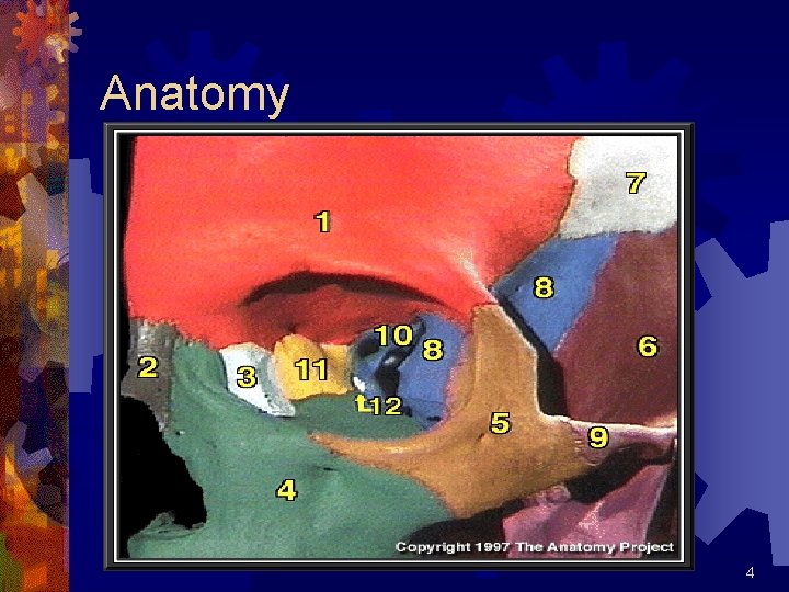 Anatomy 4 