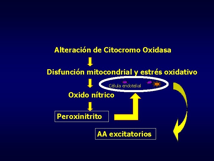 Alteración de Citocromo Oxidasa Disfunción mitocondrial y estrés oxidativo Célula endotelial Oxido nítrico Peroxinitrito