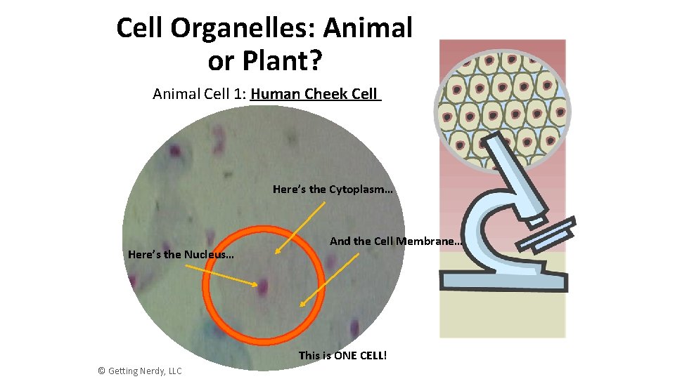 Cell Organelles: Animal or Plant? Animal Cell 1: Human Cheek Cell Here’s the Cytoplasm…