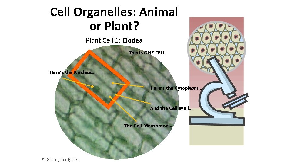 Cell Organelles: Animal or Plant? Plant Cell 1: Elodea This is ONE CELL! Here’s