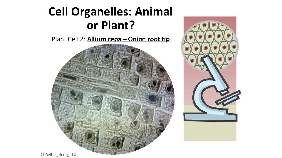 Cell Organelles: Animal or Plant? Plant Cell 2: Allium cepa – Onion root tip