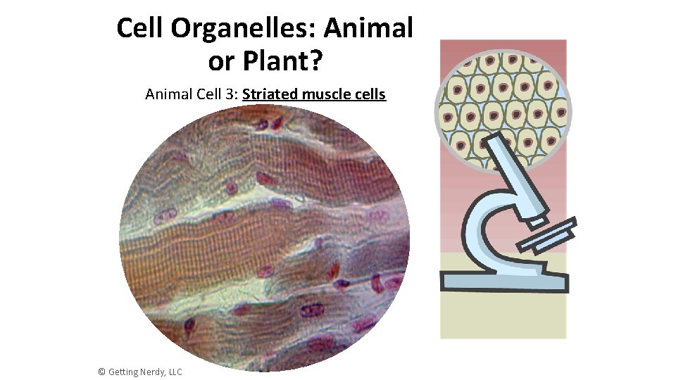 Cell Organelles: Animal or Plant? Animal Cell 3: Striated muscle cells © Getting Nerdy,