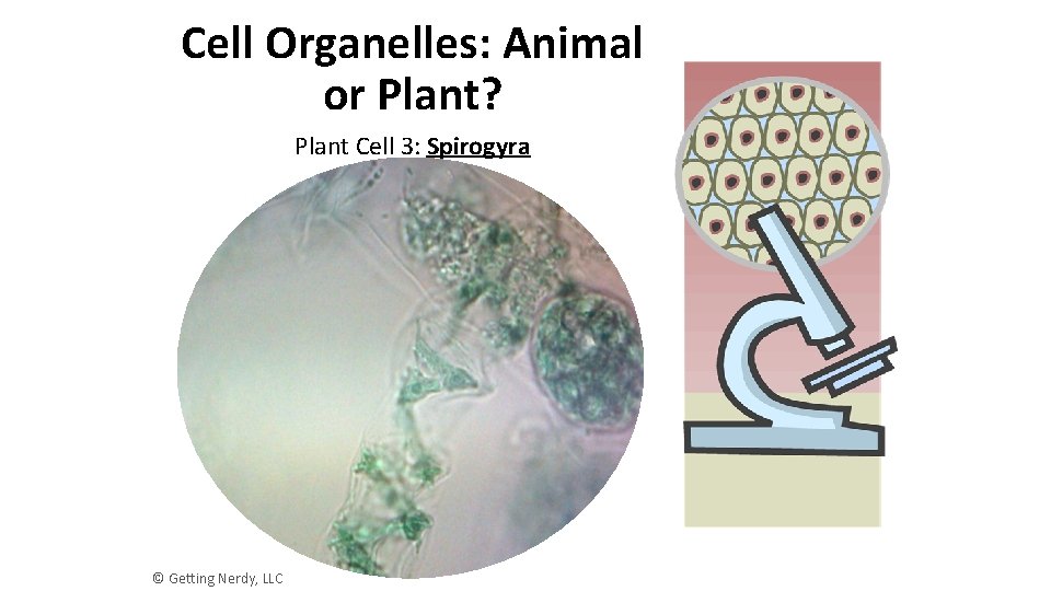 Cell Organelles: Animal or Plant? Plant Cell 3: Spirogyra © Getting Nerdy, LLC 