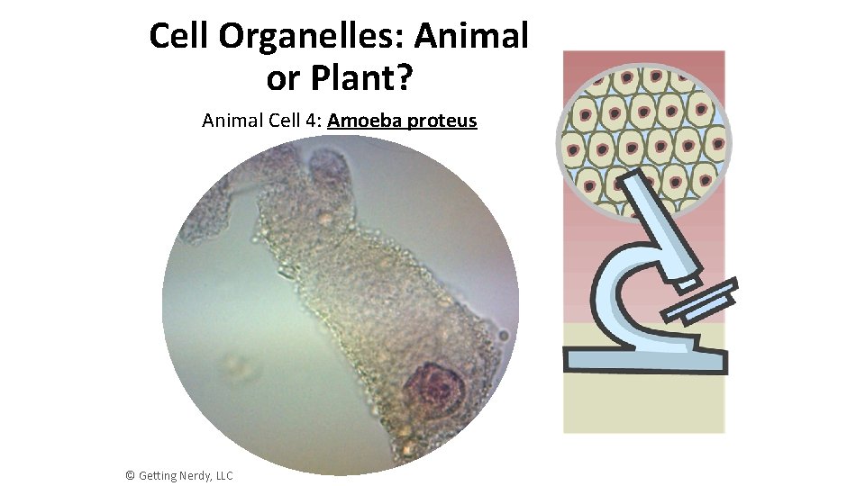 Cell Organelles: Animal or Plant? Animal Cell 4: Amoeba proteus © Getting Nerdy, LLC