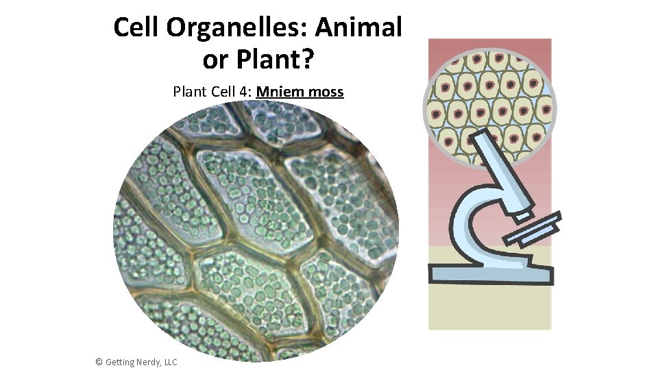 Cell Organelles: Animal or Plant? Plant Cell 4: Mniem moss © Getting Nerdy, LLC