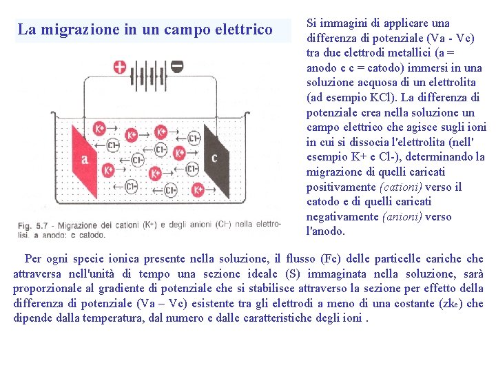 La migrazione in un campo elettrico Si immagini di applicare una differenza di potenziale