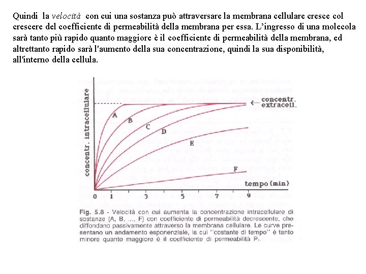 Quindi la velocità con cui una sostanza può attraversare la membrana cellulare cresce col
