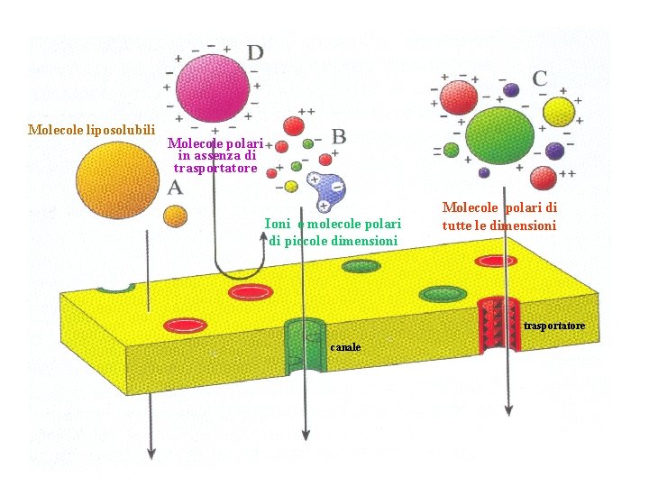 Molecole liposolubili Molecole polari in assenza di trasportatore Ioni e molecole polari di piccole