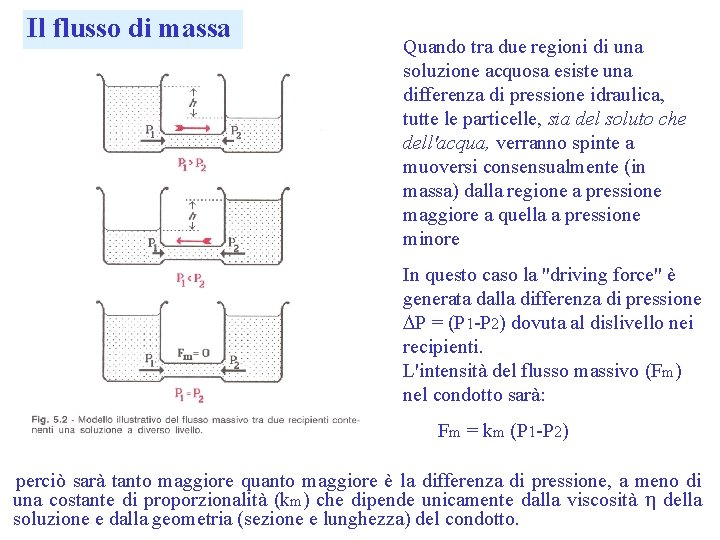 Il flusso di massa Quando tra due regioni di una soluzione acquosa esiste una
