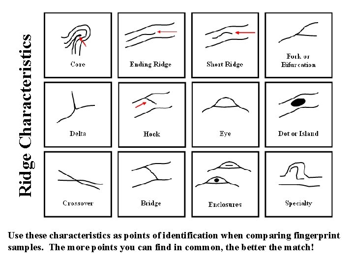 Ridge Characteristics Use these characteristics as points of identification when comparing fingerprint samples. The