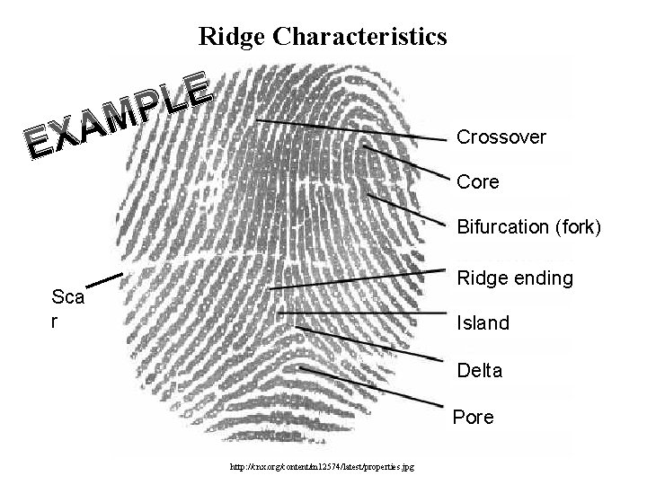 Ridge Characteristics A X E E L MP Crossover Core Bifurcation (fork) Ridge ending