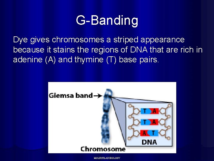G-Banding Dye gives chromosomes a striped appearance because it stains the regions of DNA