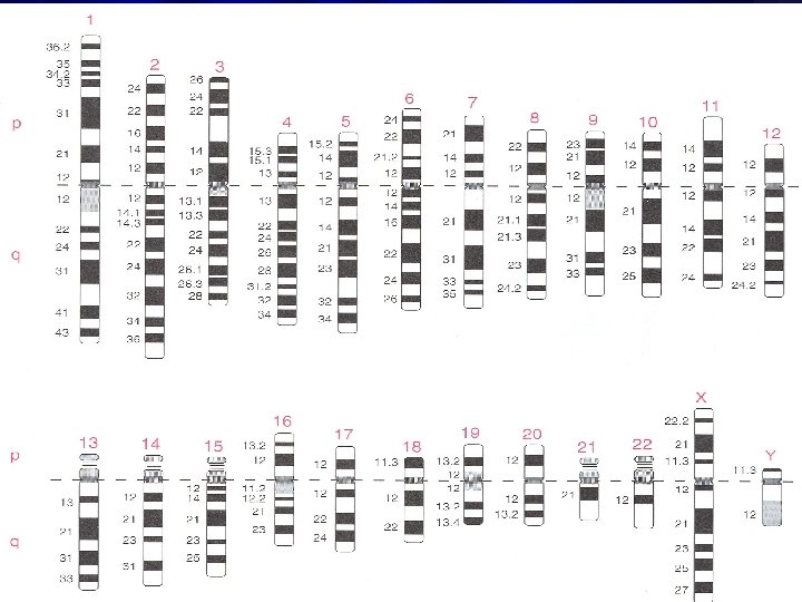 Mazen Zaharna Molecular Biology 1/2009 
