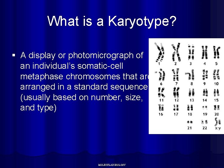 What is a Karyotype? § A display or photomicrograph of an individual’s somatic-cell metaphase